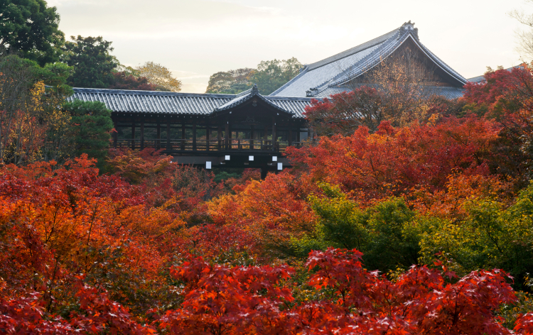 ぷらっと旅 京都 安い 近江の紅葉ハイライト2日間