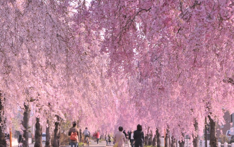 南東北桜紀行 鶴ヶ城 日中線しだれ桜並木 烏帽子山千本桜 最上川堤防千本桜と山形鉄道フラワー長井線車窓から桜観賞 米沢牛 米沢豚グルメ堪能2日間 His 首都圏発